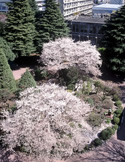春爛漫 桜満開